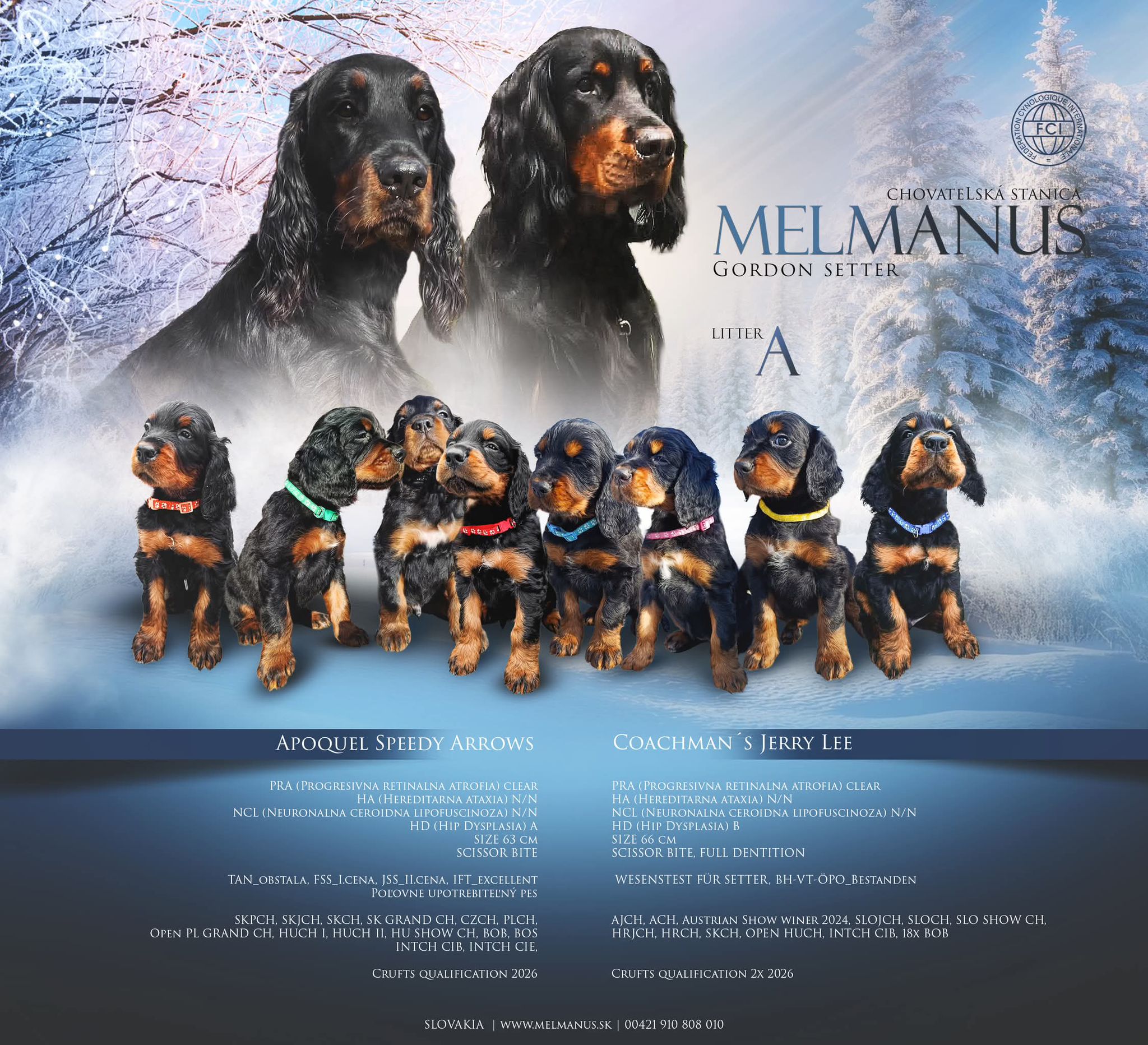 gordon seter šteniatka